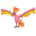 #146 Moltres